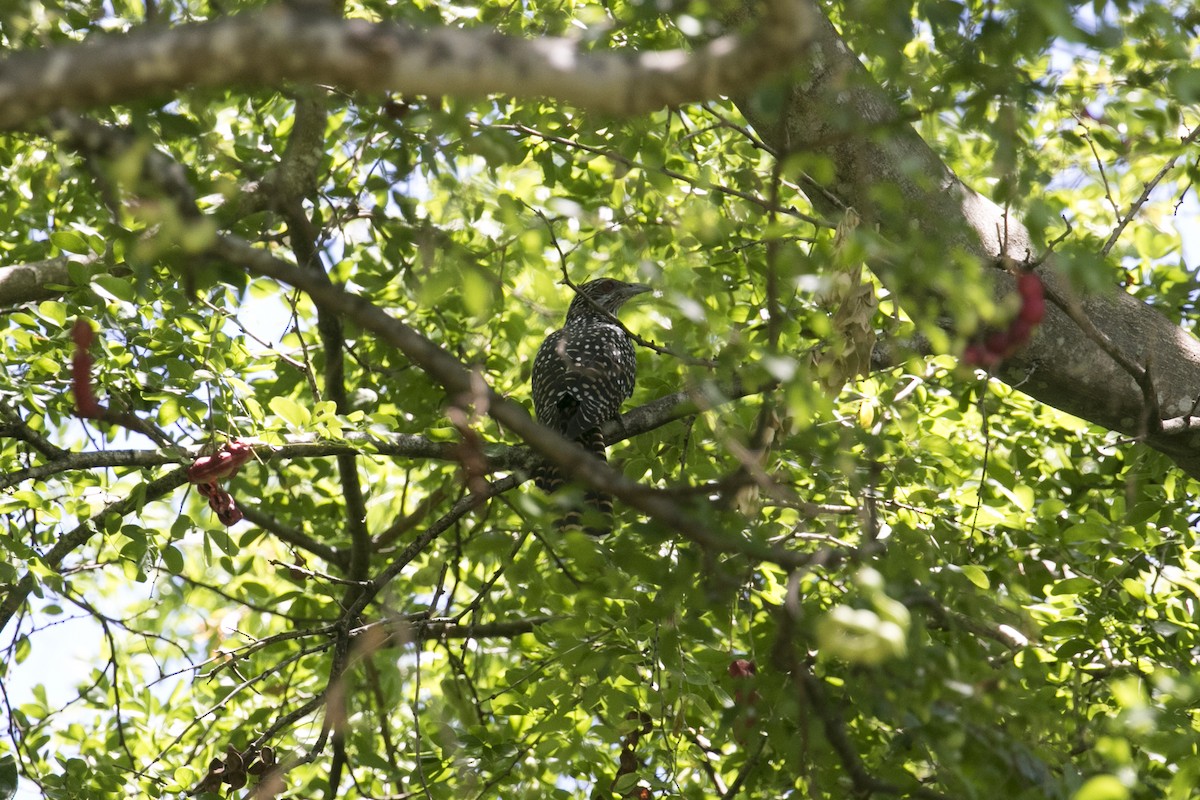 Coucou koël - ML647170798
