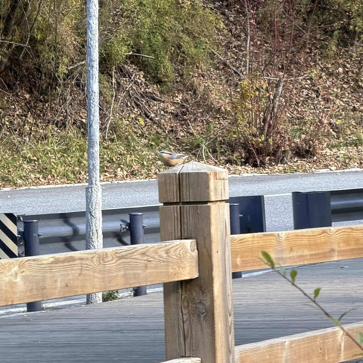 Sittelle torchepot - ML647170801