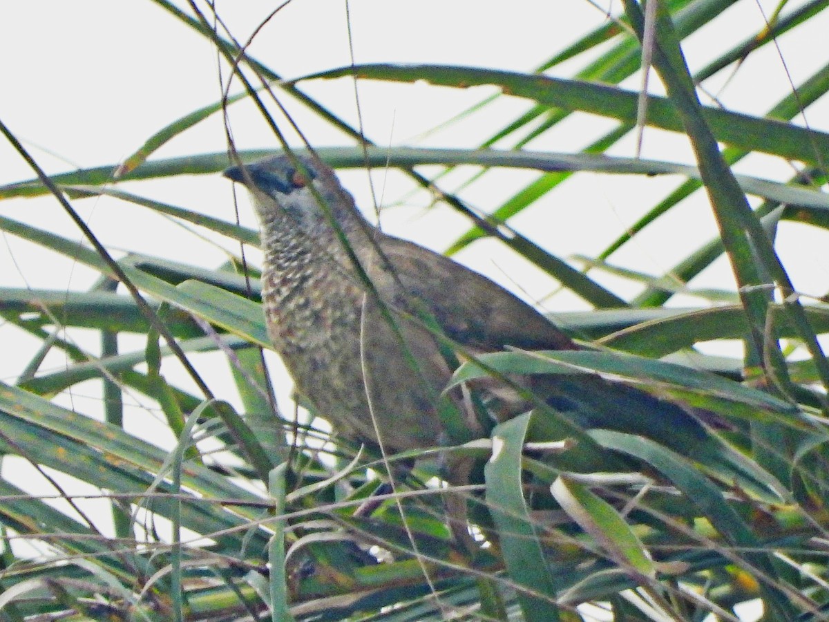 Cratérope brun - ML647170802