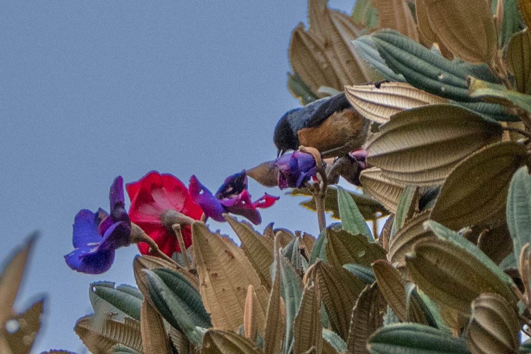 Conirostre à cape bleue - ML647170803