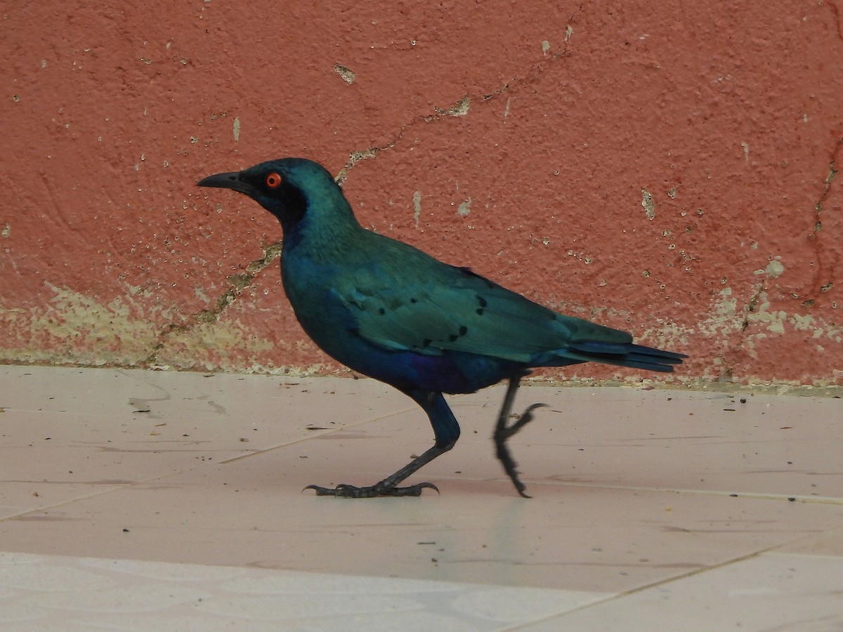 Choucador à oreillons bleus - ML647170809