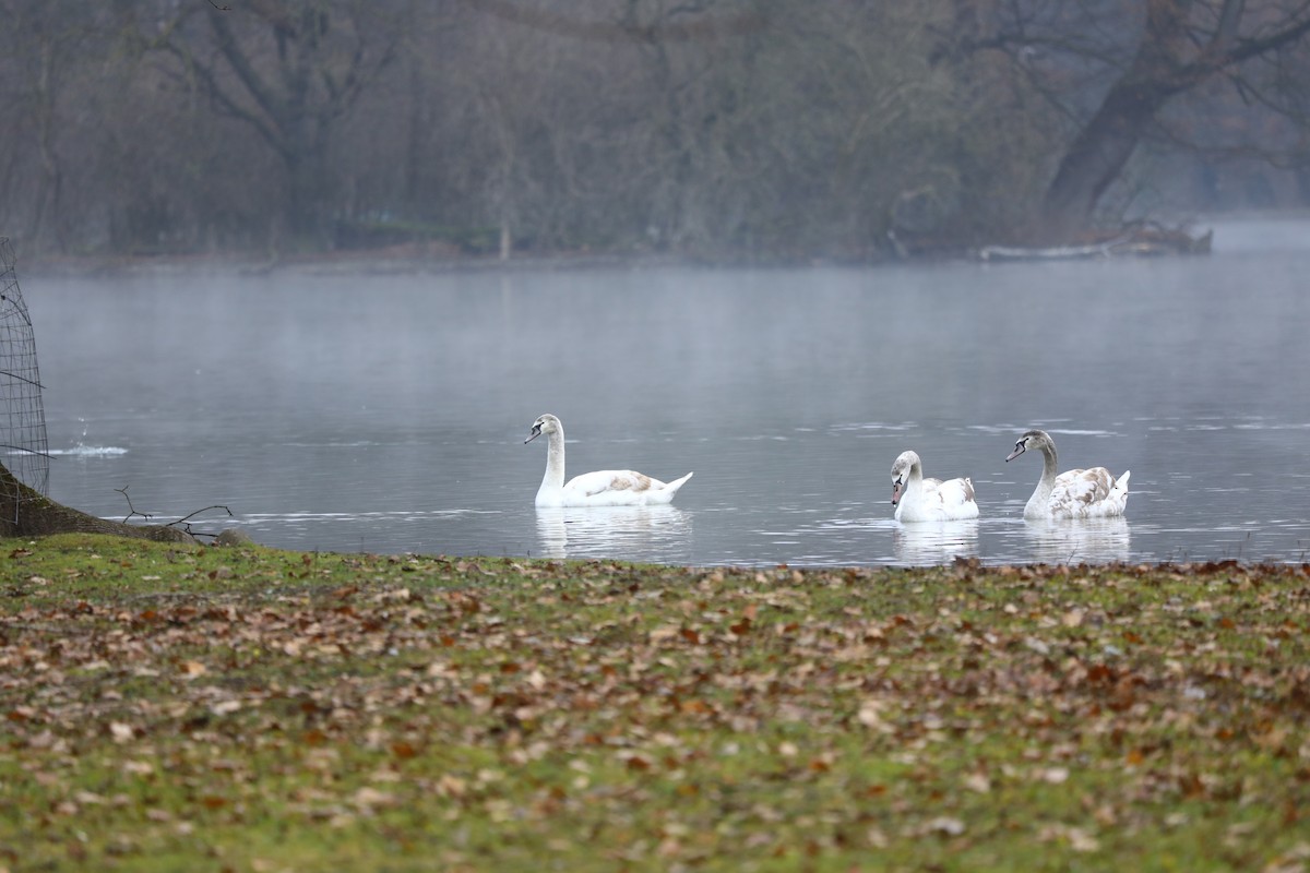 Cygne tuberculé - ML647170810