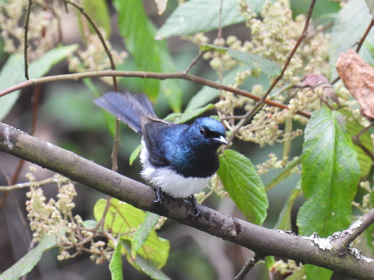 Monarque satiné - ML647170811