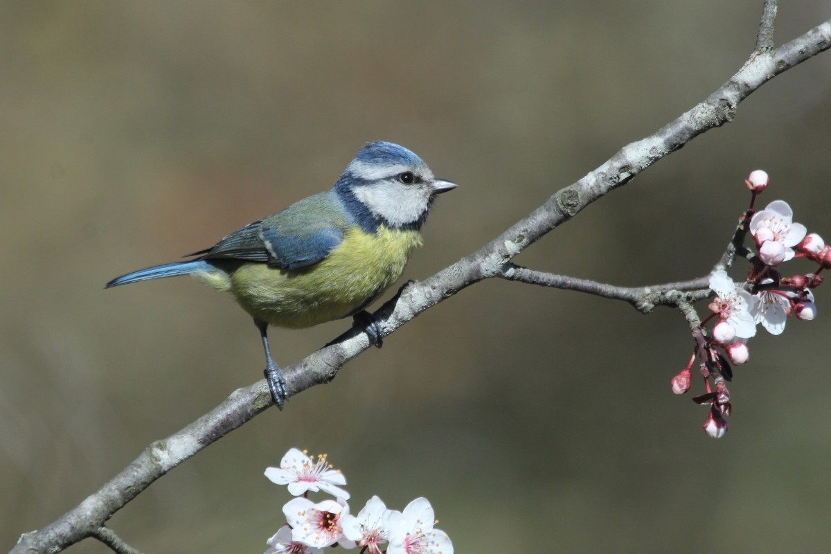 Mésange bleue - ML647170812