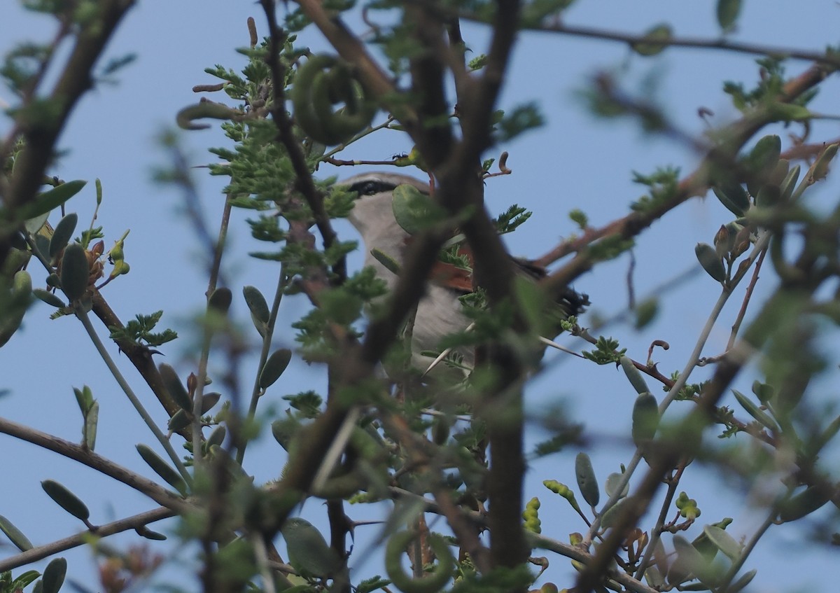 Tchagra de James - ML647170813