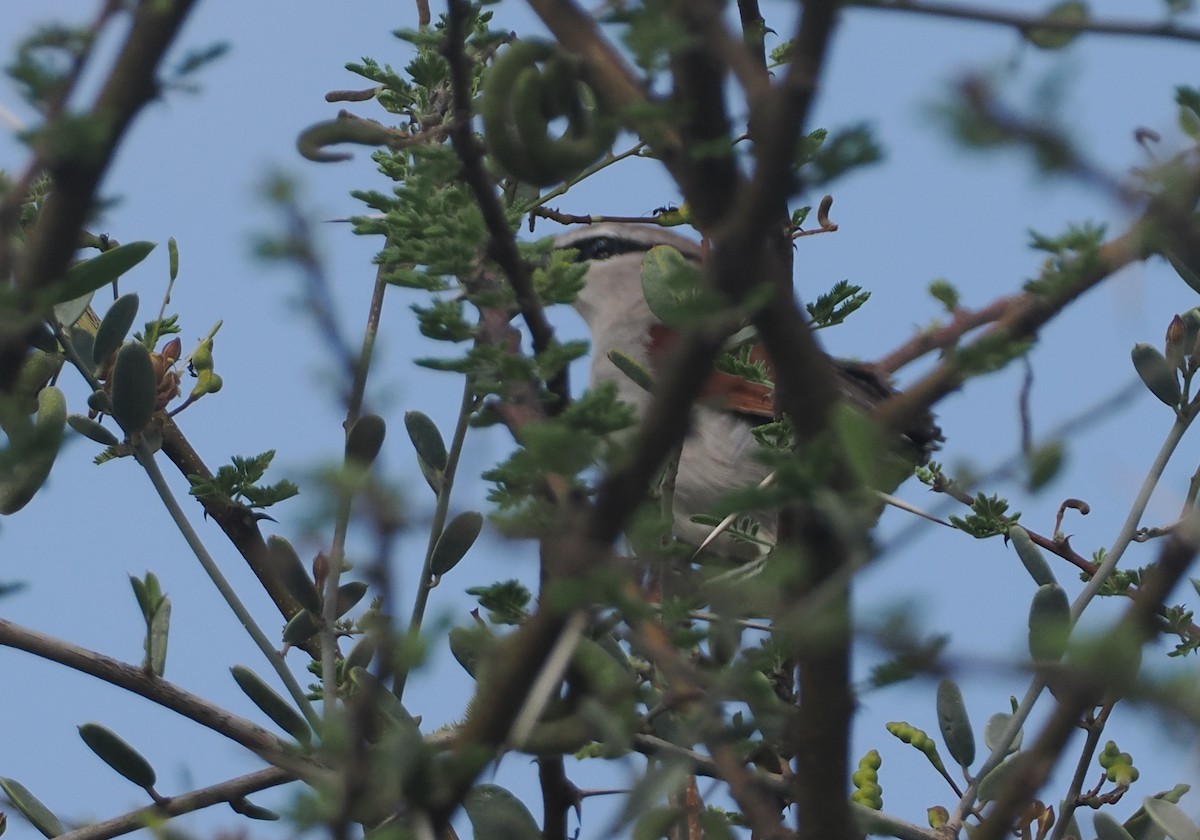 Tchagra de James - ML647170814