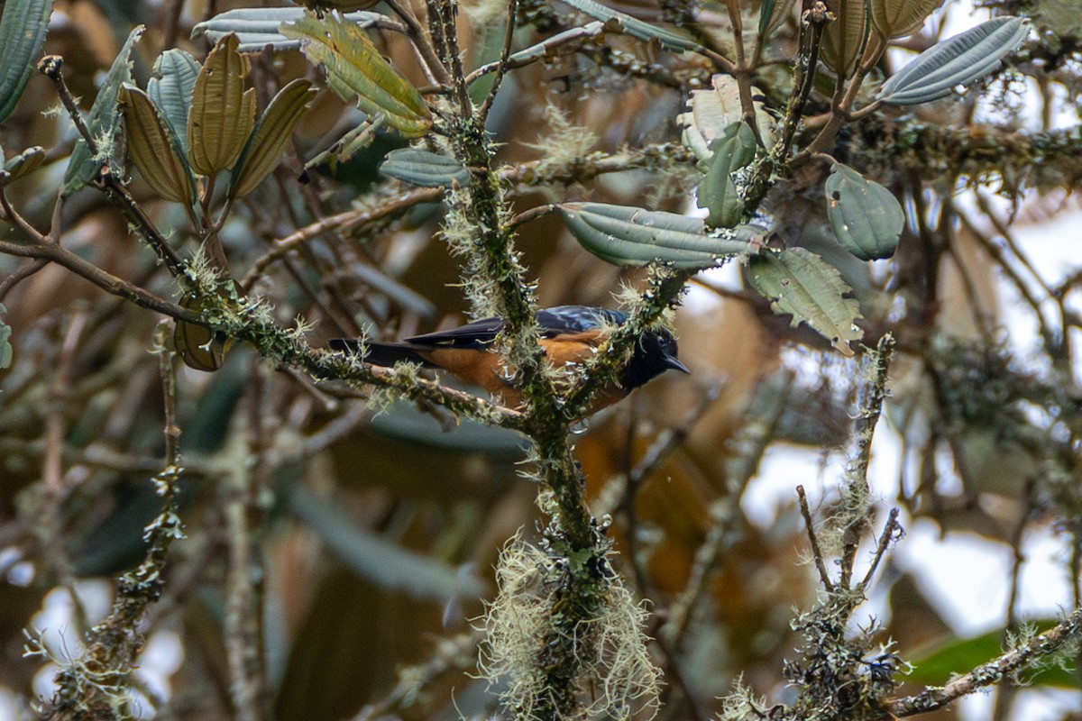 Conirostre à cape bleue - ML647170816