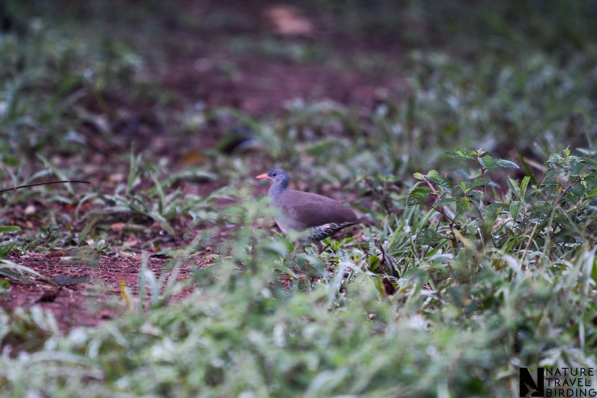 Tinamou tataupa - ML647170817