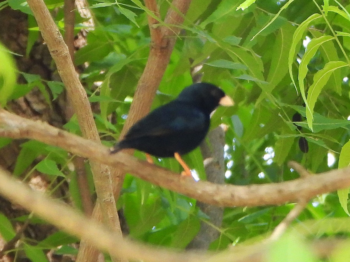 Combassou du Sénégal - ML647170818