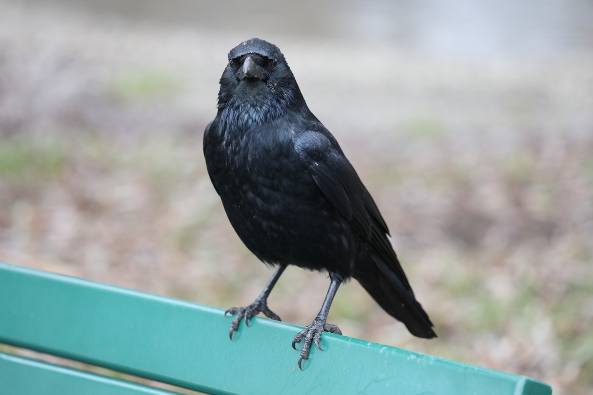 Corneille noire - ML647170819