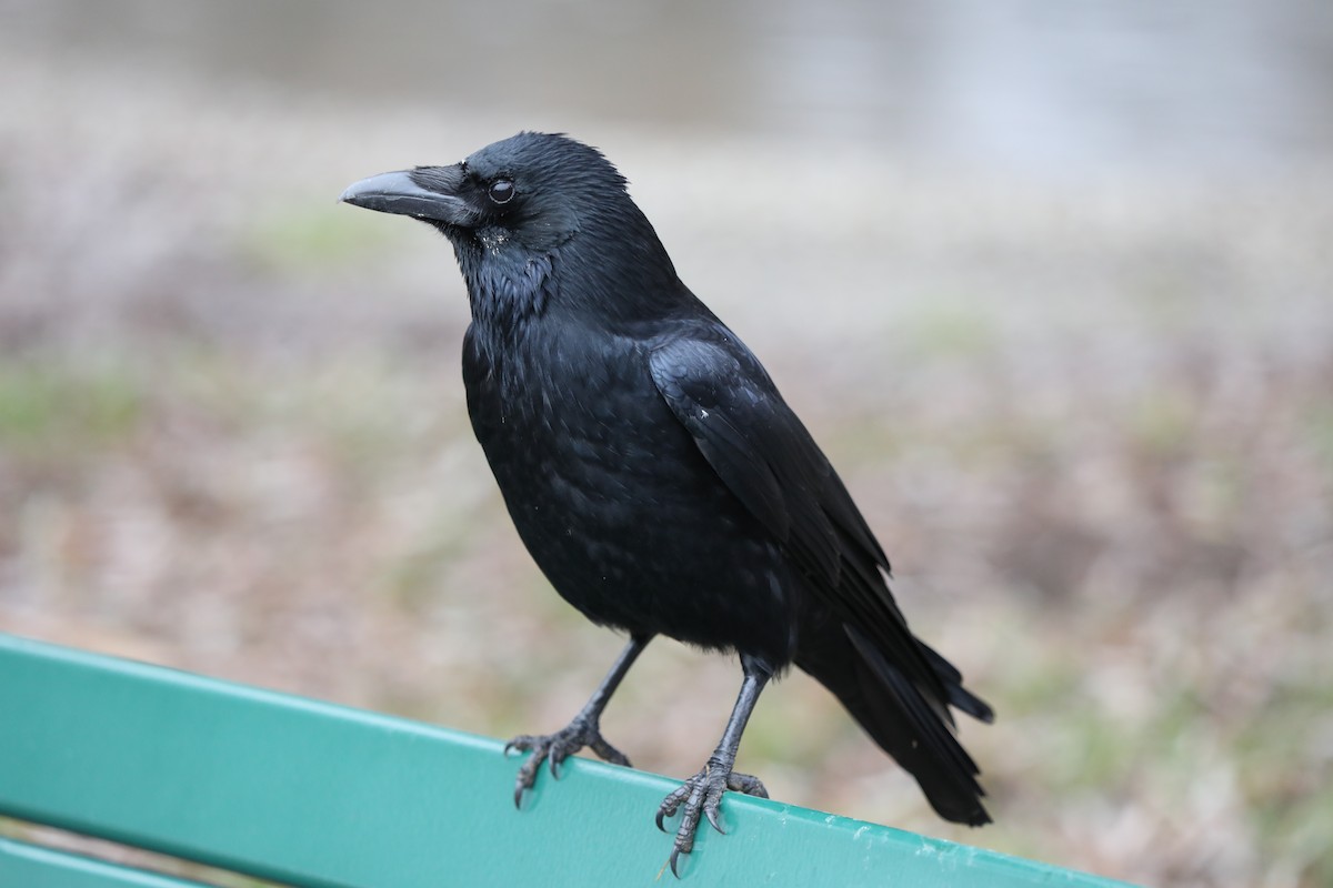 Corneille noire - ML647170820