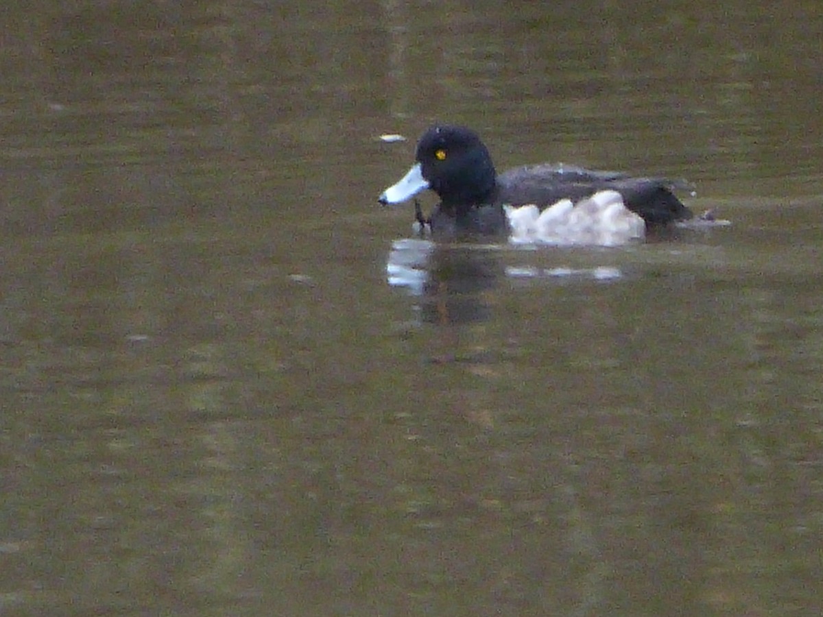 Fuligule à collier - ML647170822