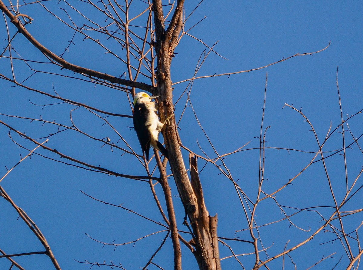 Pic dominicain - ML647170823