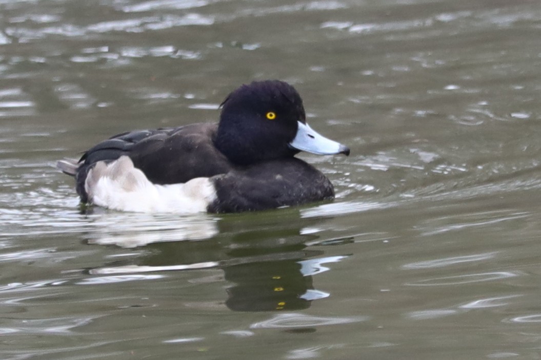 Fuligule morillon - ML647170827