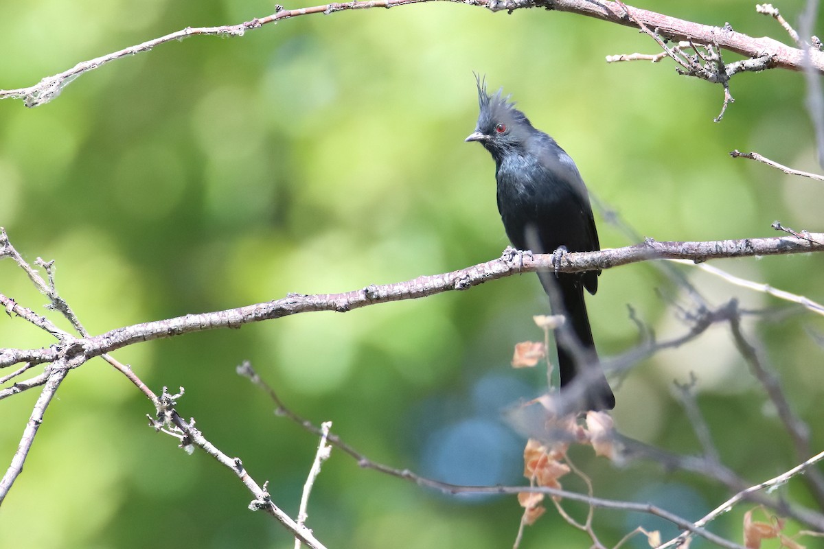 Phénopèple luisant - ML647170829