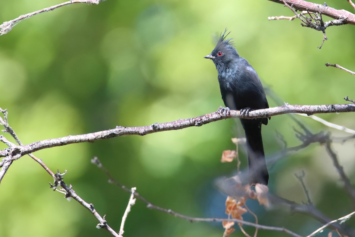 Phénopèple luisant - ML647170830