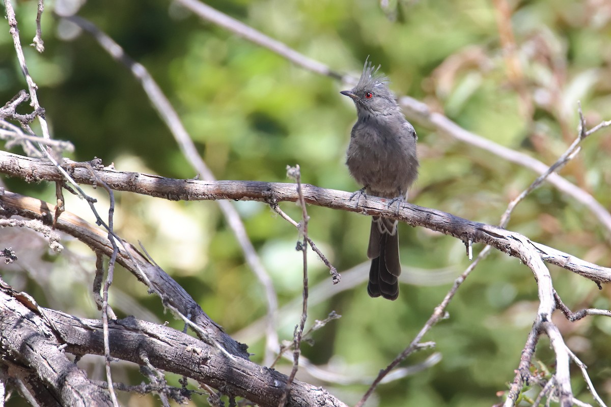 Phénopèple luisant - ML647170831