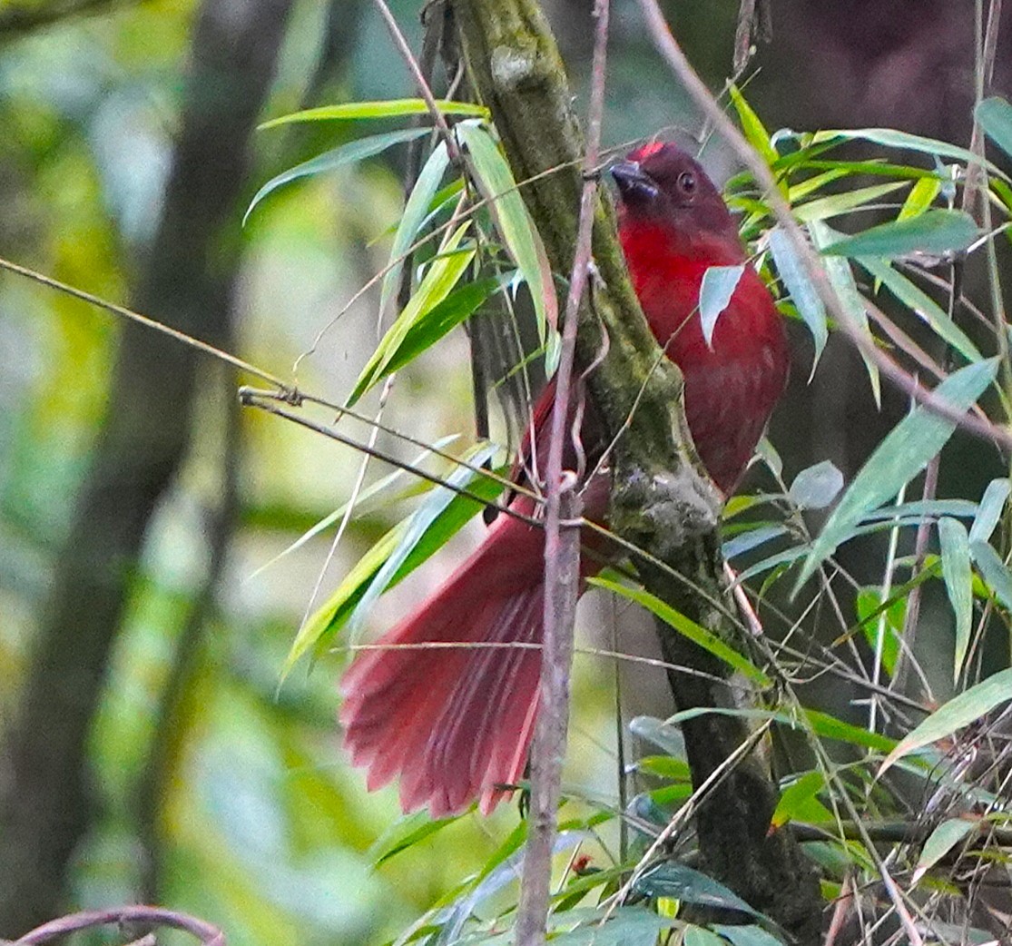 Habia à couronne rouge - ML647170836