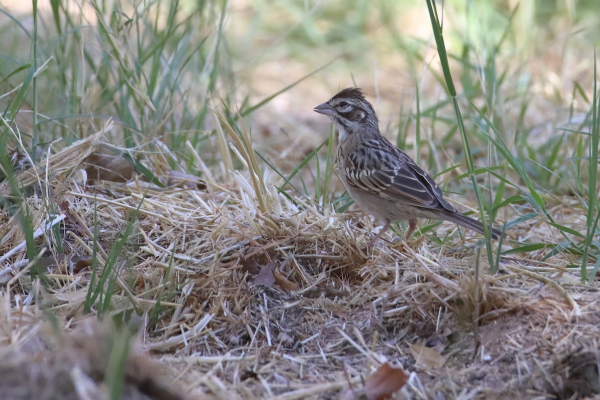 Bruant à joues marron - ML647170837