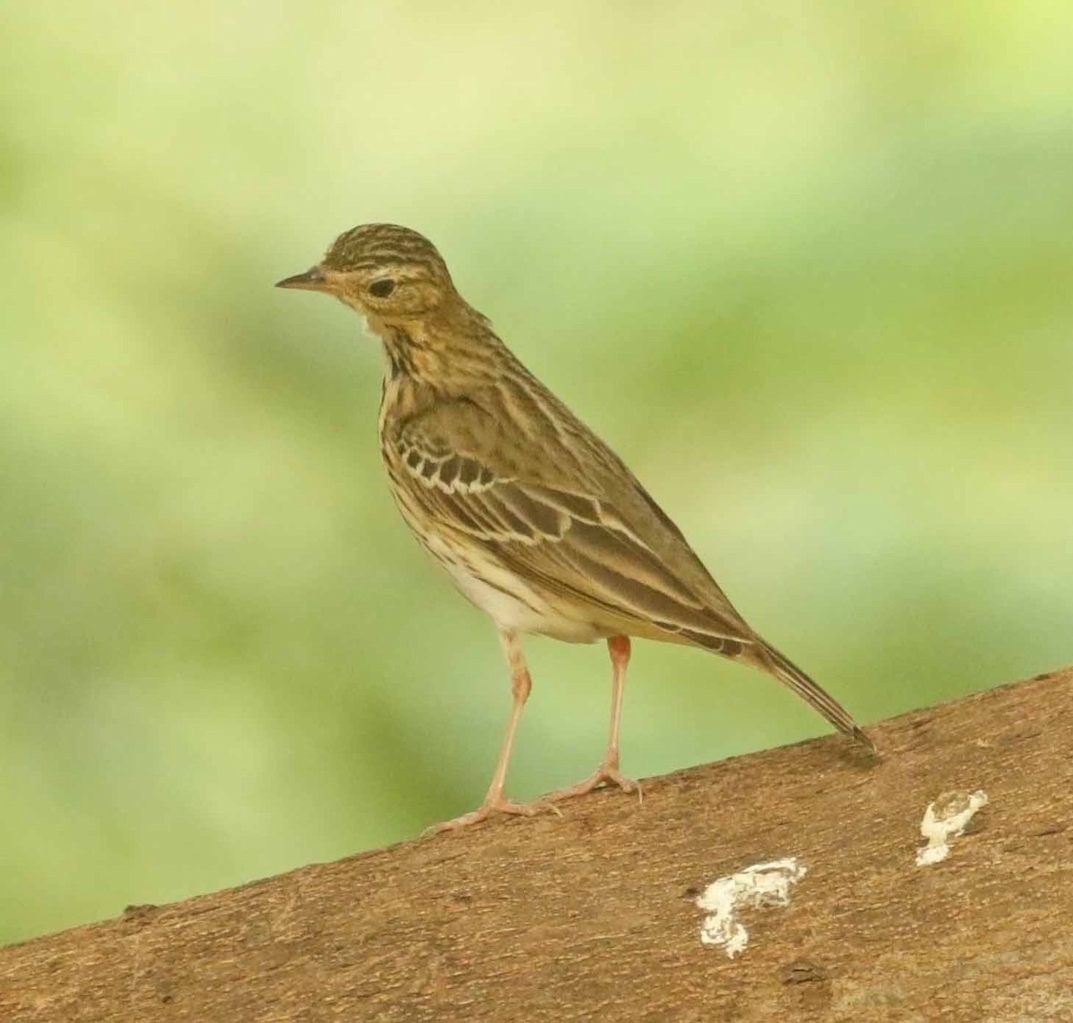 Pipit des arbres - ML647170838