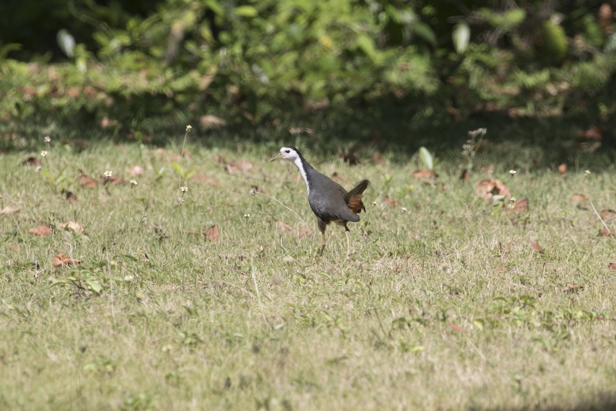 White-breasted Waterhen - ML647170842