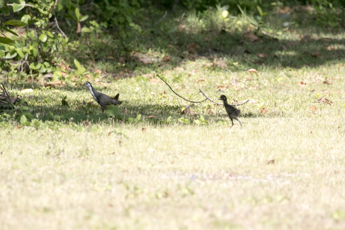 White-breasted Waterhen - ML647170843