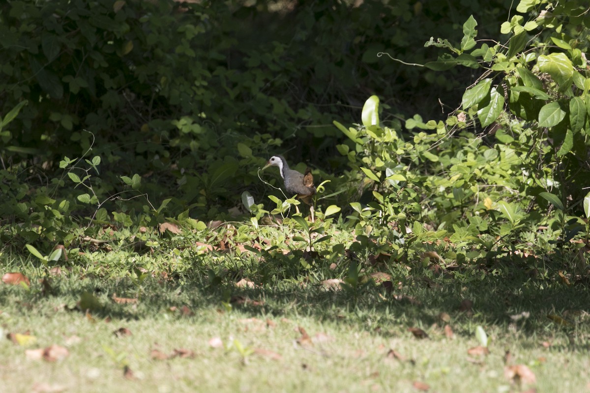 White-breasted Waterhen - ML647170844
