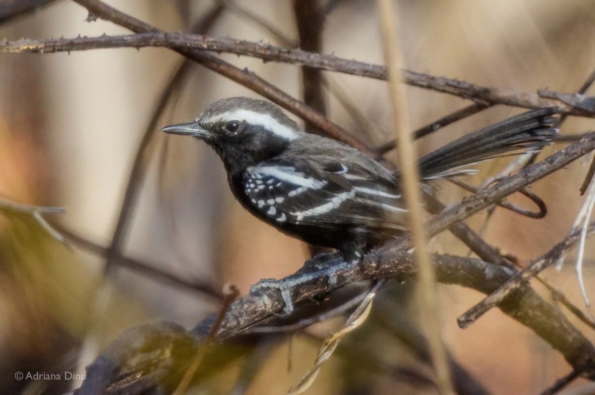 Grisin à ventre noir - ML647170845