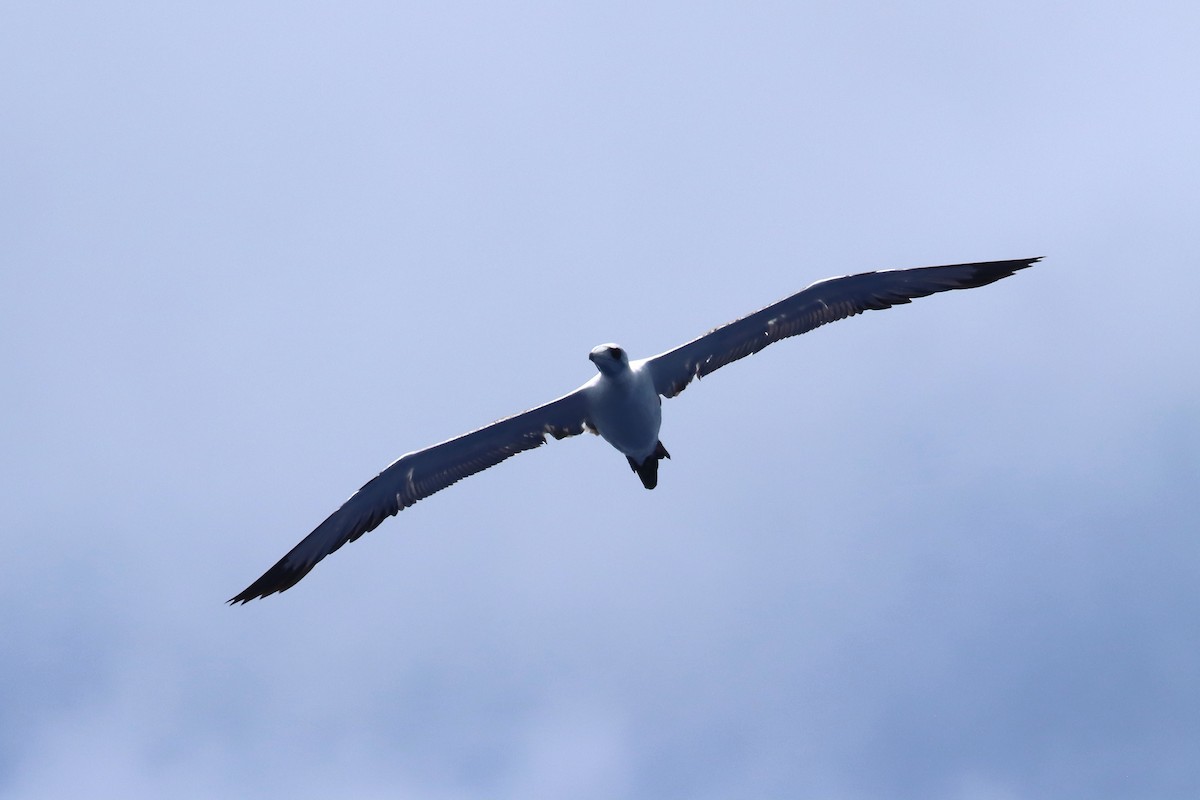 Abbott's Booby - ML647170846