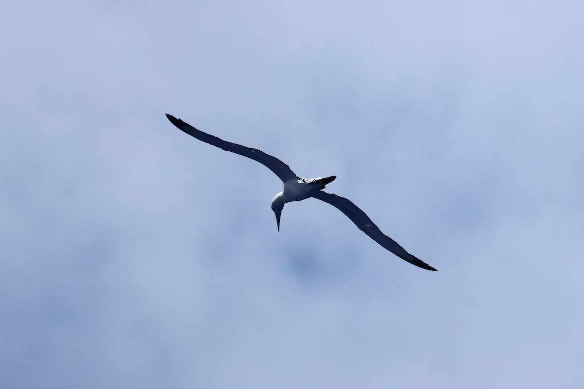 Abbott's Booby - ML647170847