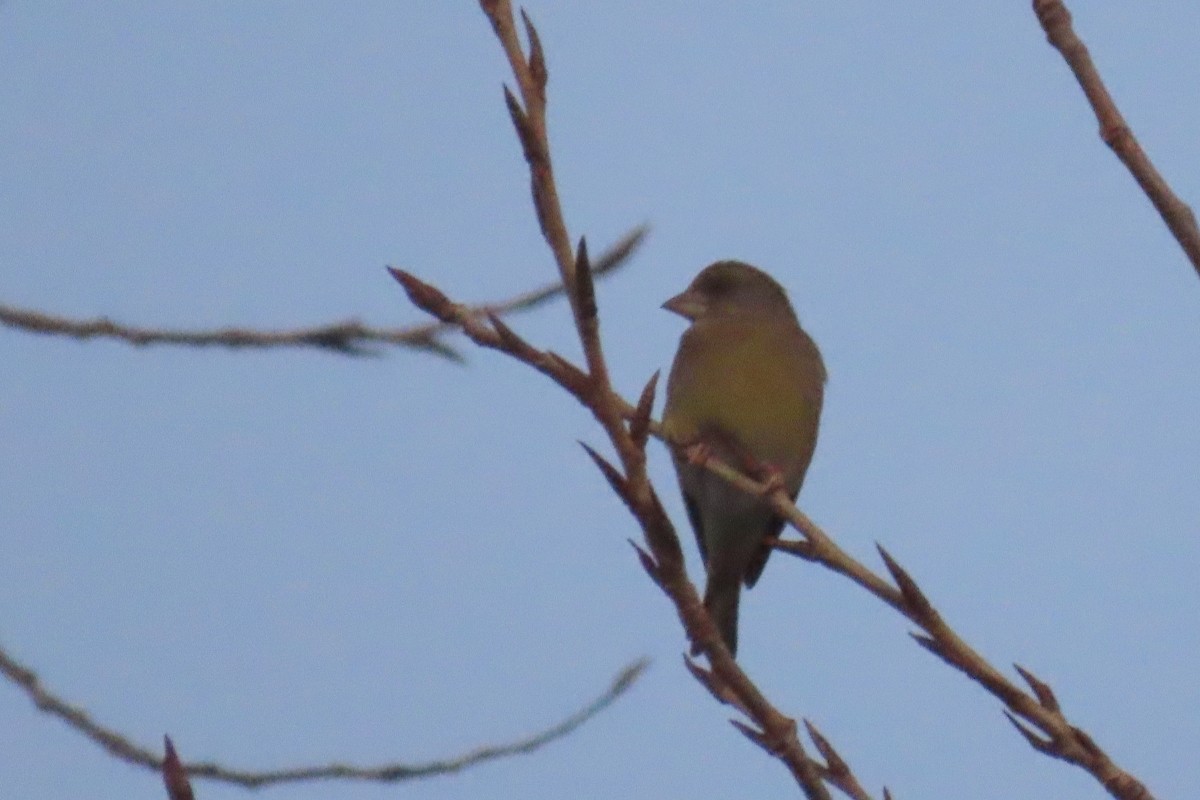 European Greenfinch - ML647170857