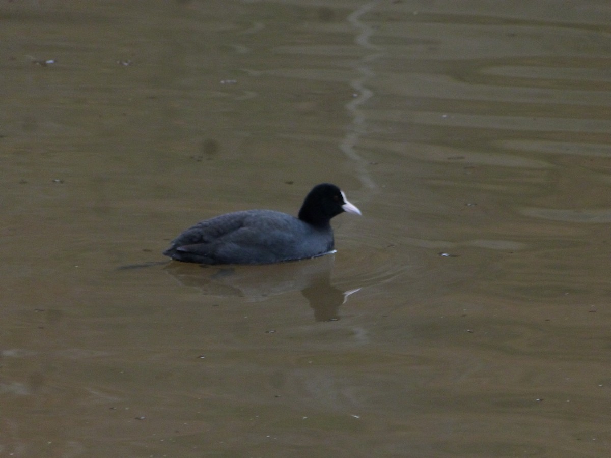 Eurasian Coot - ML647170860