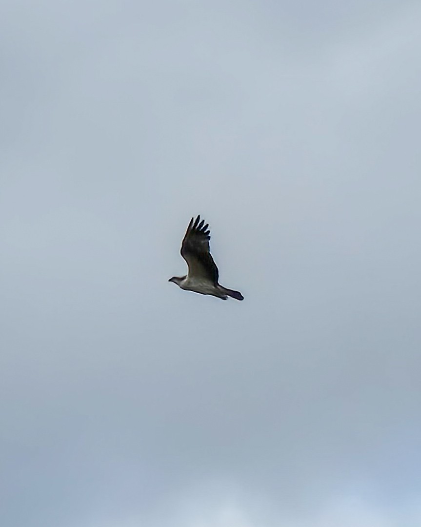 Osprey - ML647170862