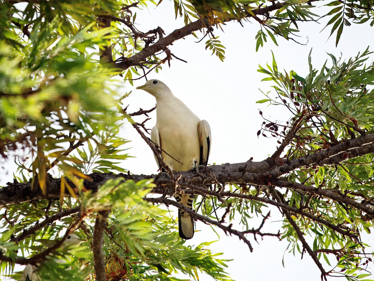 Torresian Imperial-Pigeon - ML647170866