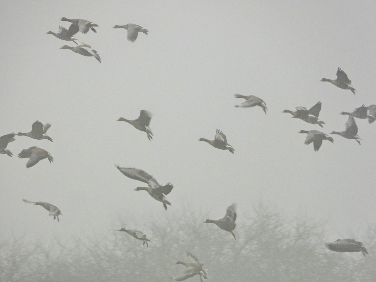 Greater White-fronted Goose - ML647170874