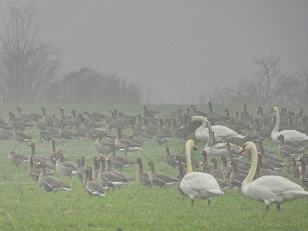 Greater White-fronted Goose - ML647170875
