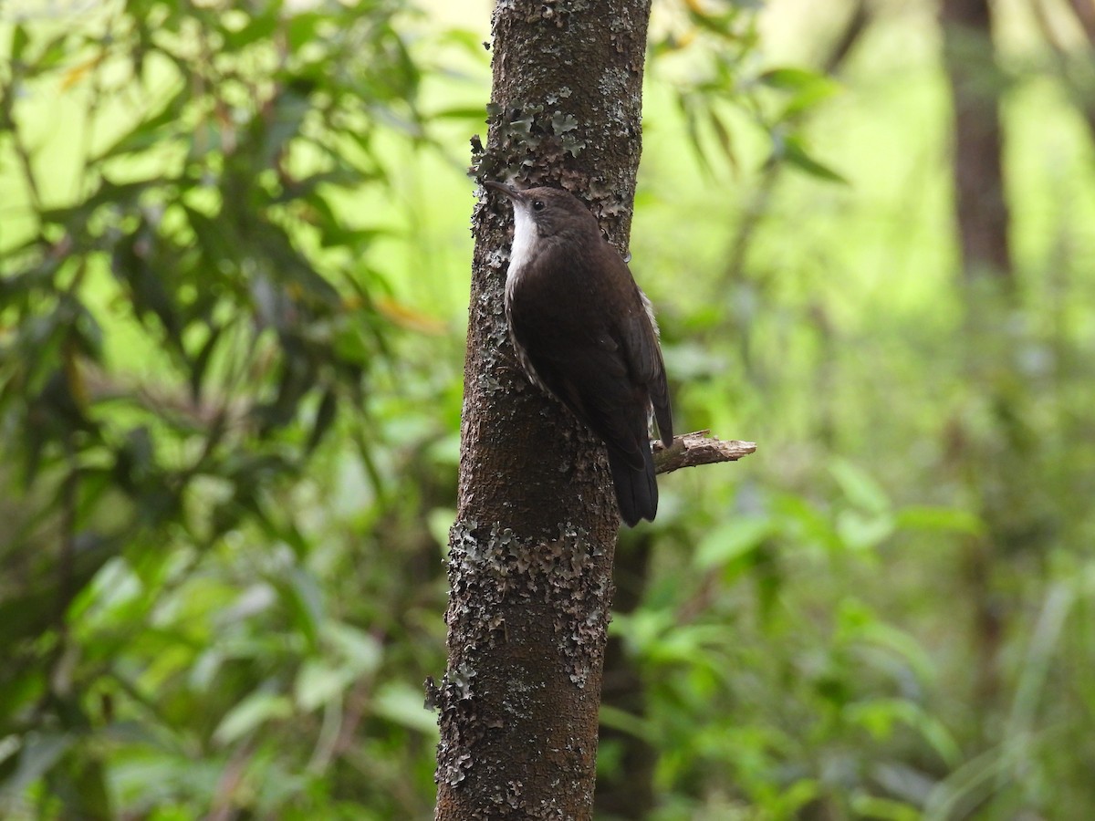 Королаз плямистобокий - ML647170892