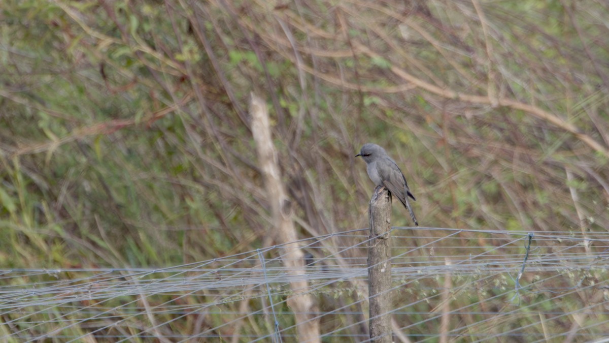 kukačka šedobřichá - ML647170893