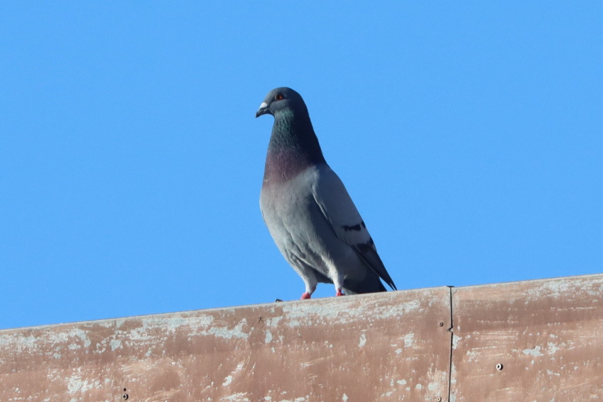 Голуб сизий (міський) - ML647170894
