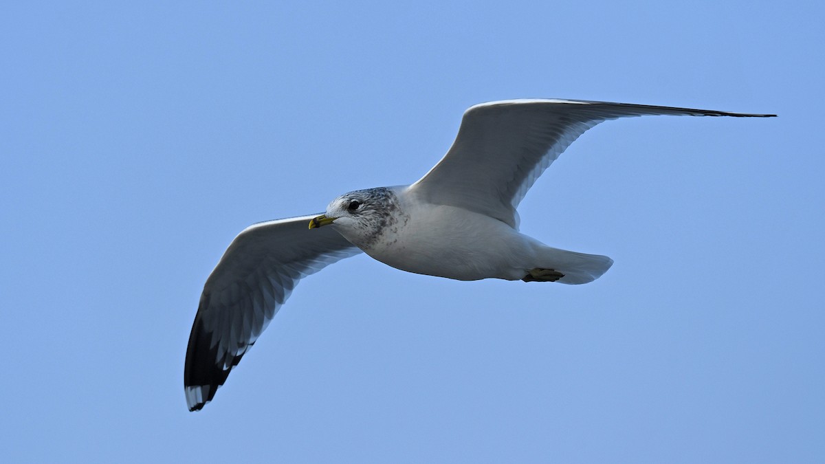 Мартин сивий - ML647170896