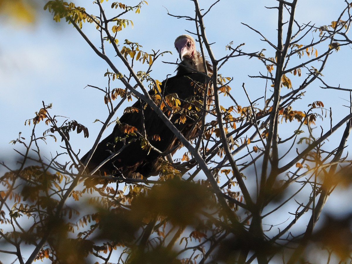 Стерв'ятник бурий - ML647170897