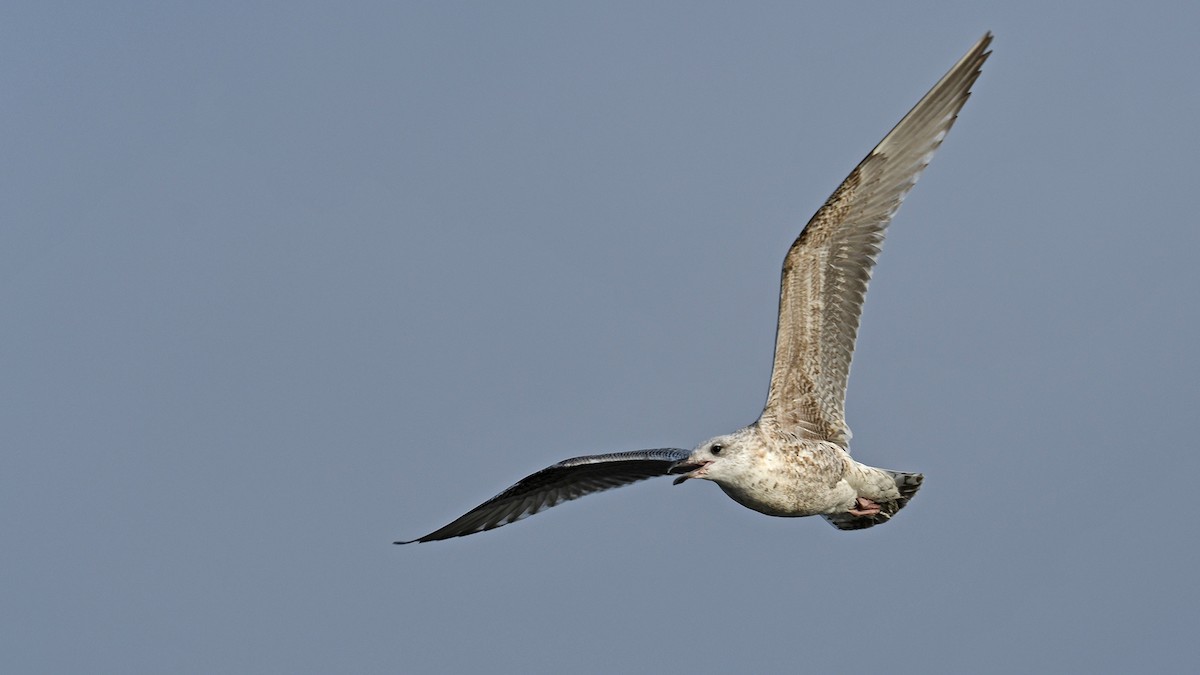 Мартин сріблястий - ML647170898