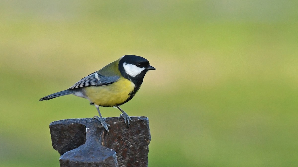 Синиця велика - ML647170900