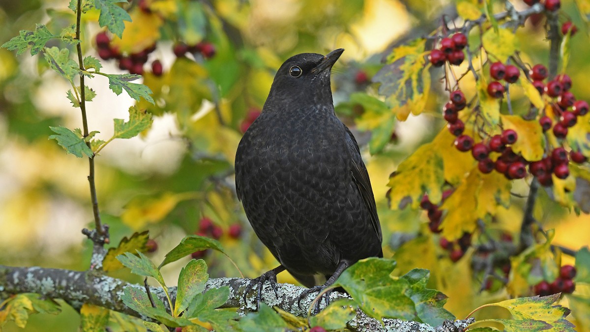 Дрізд чорний - ML647170903