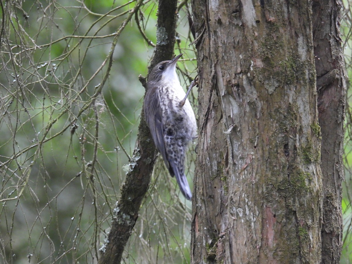 Королаз плямистобокий - ML647170904