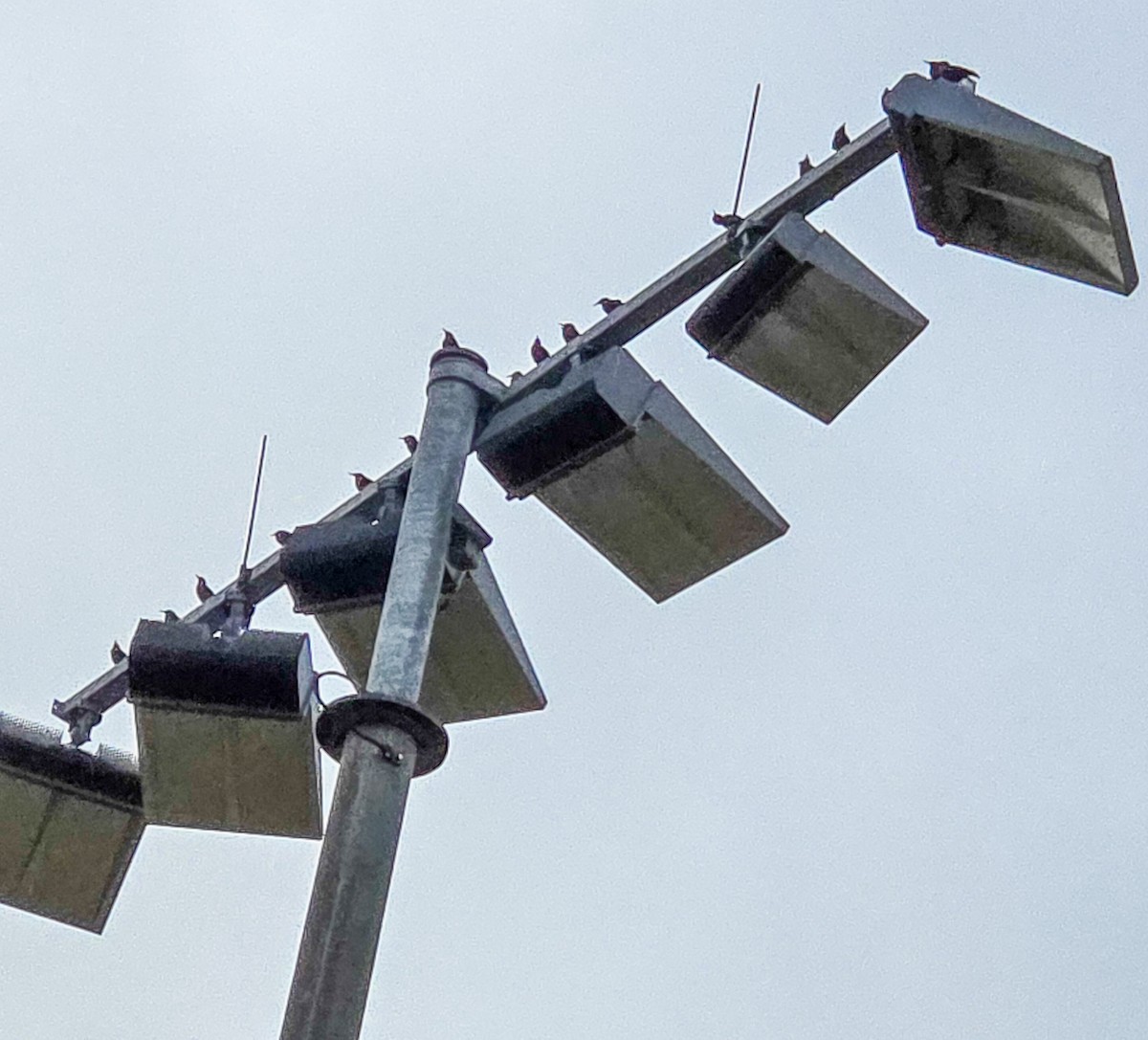 Шпак звичайний - ML647170906