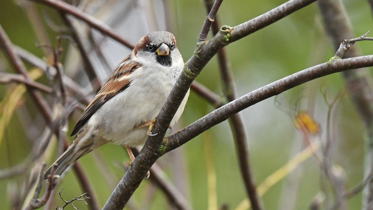 Горобець хатній - ML647170907