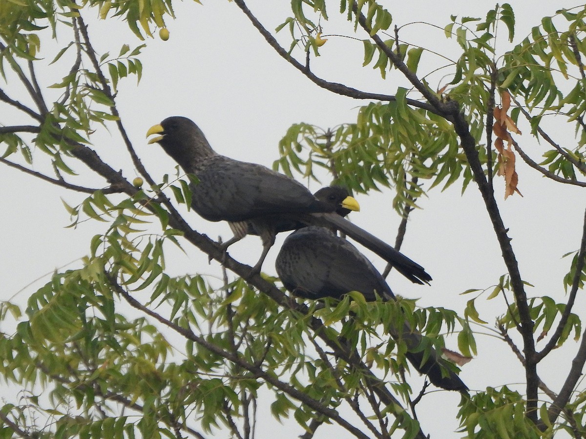 Галасник сенегальський - ML647170908