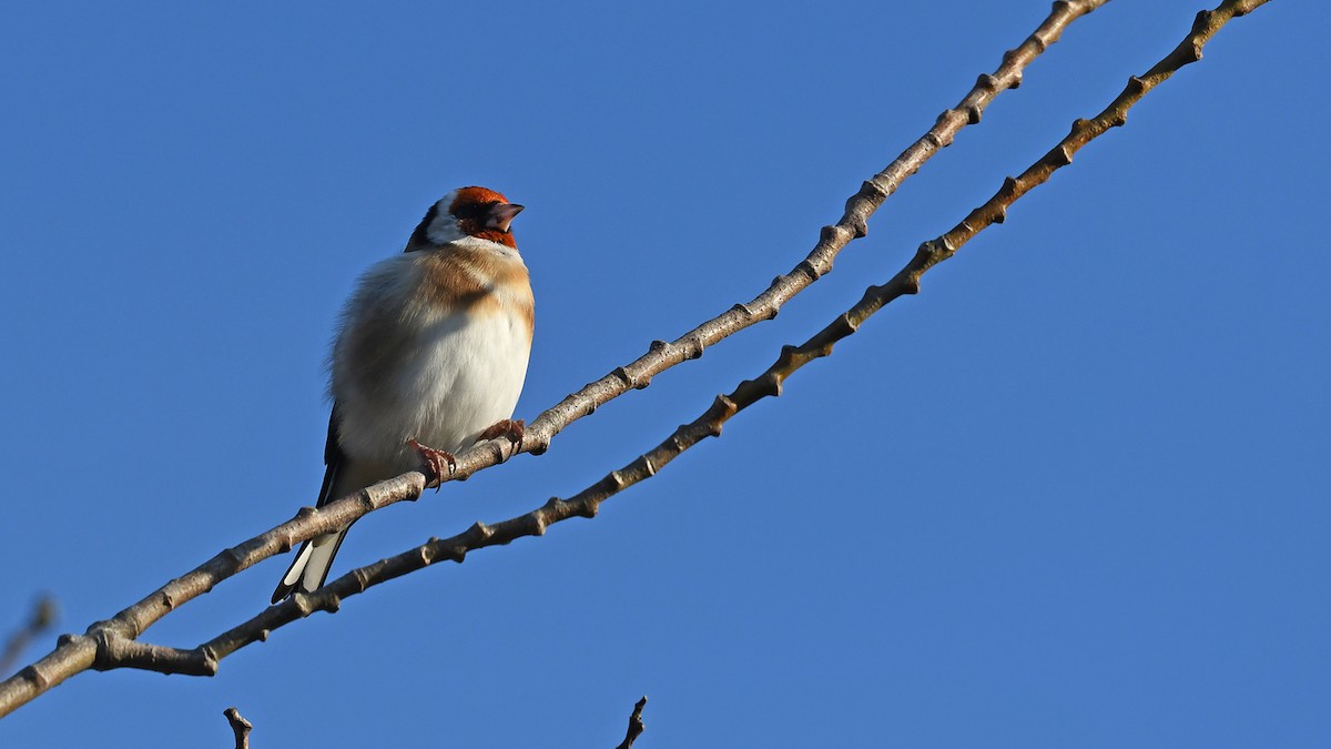 Щиглик звичайний - ML647170910