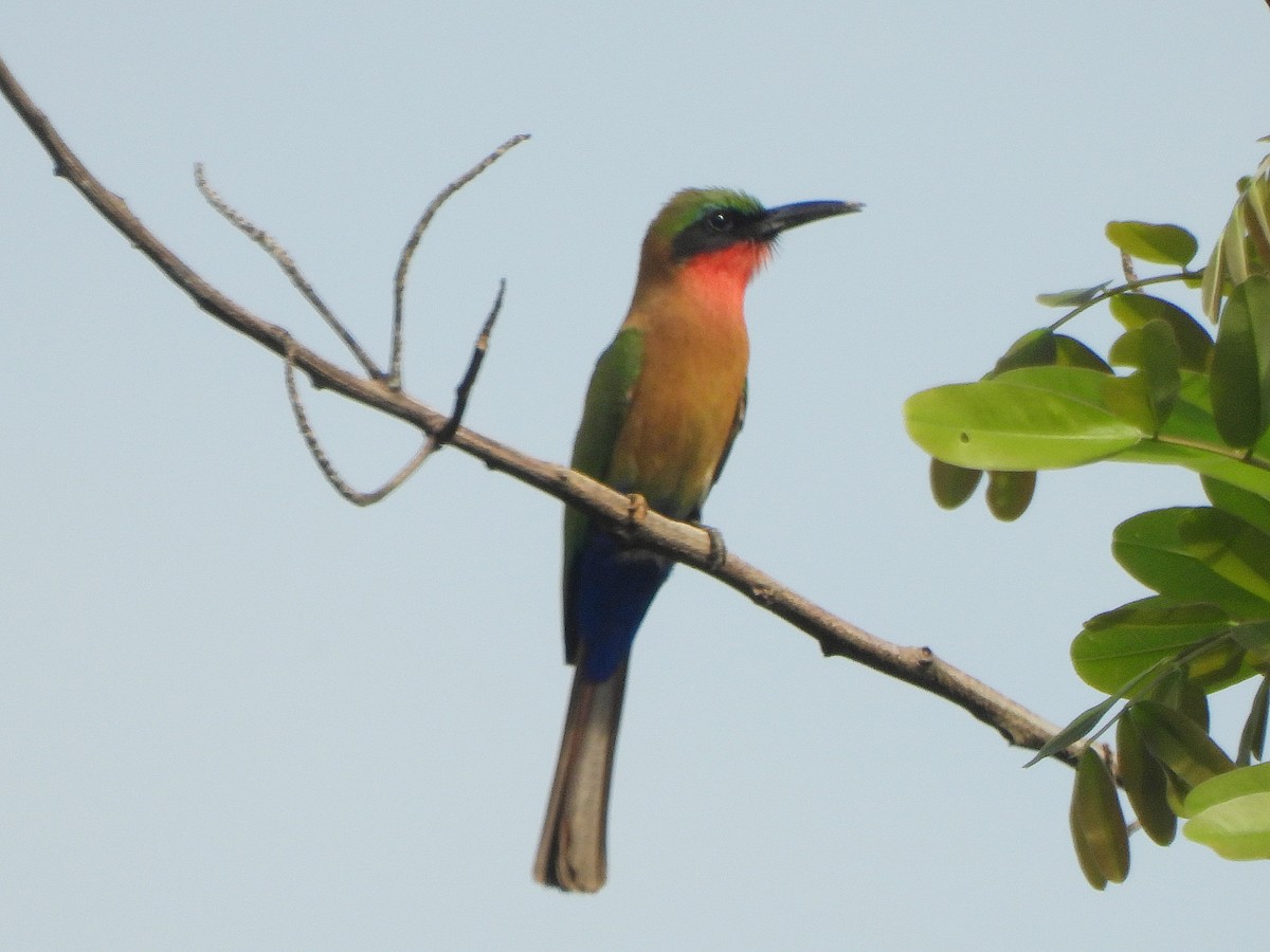 Бджолоїдка червоногорла - ML647170913